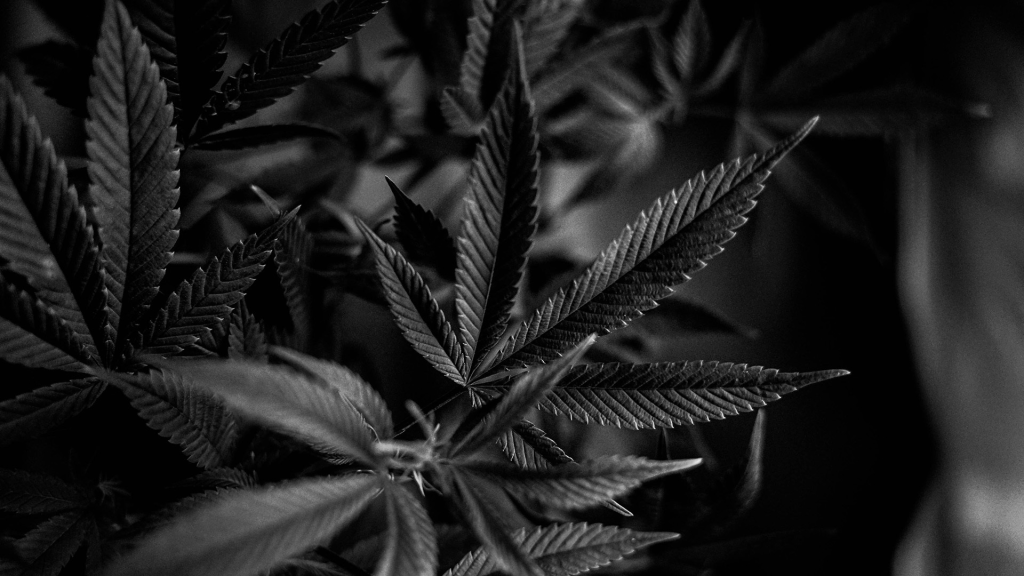 Cannabis dispensary near Princeton NJ - GSNG Kingston dispensary serving Princeton University area Route 27